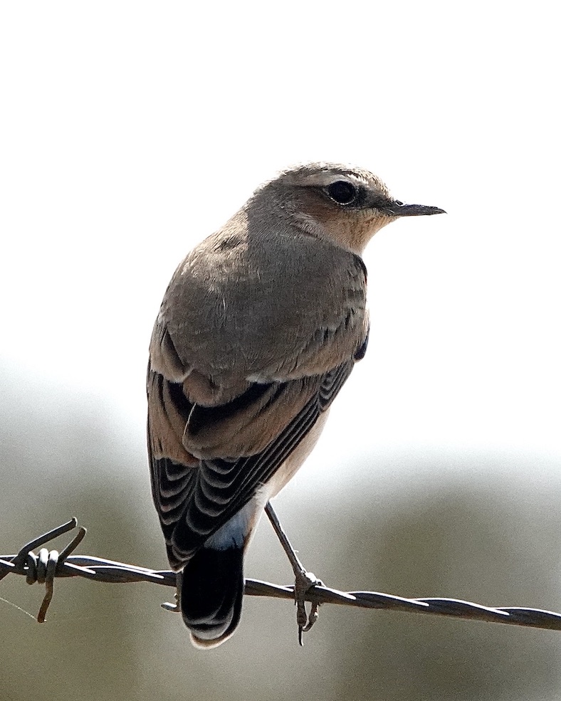 wheatear